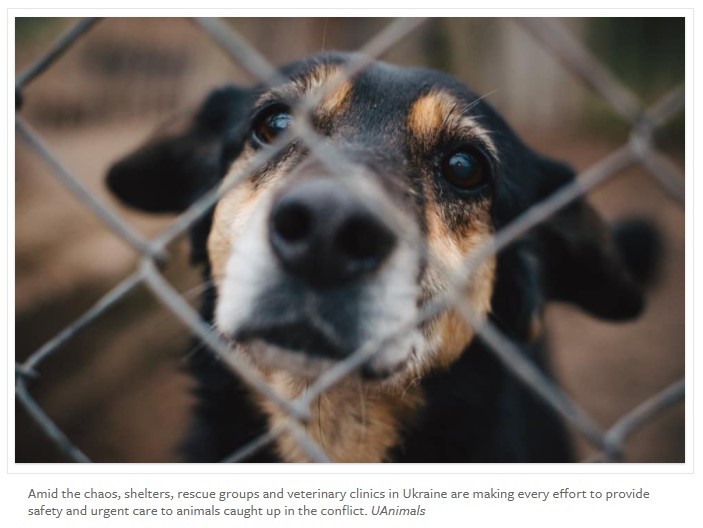How Humane Society International is taking action for Ukraine and its animals—and how you can help
