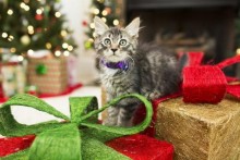 Kitten with Christmas Presents