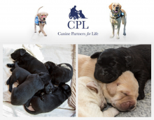 Canine Partners for Life workplace giving and volunteering