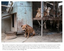 170 dog meat trade survivors touch down in the United States; new poll shows a growing majority of South Koreans reject dog meat