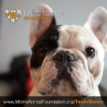 Manny, the Famous Frenchie, Joins the Fight Against Pet Cancer